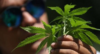 La liberalizzazione della cannabis divide il governo