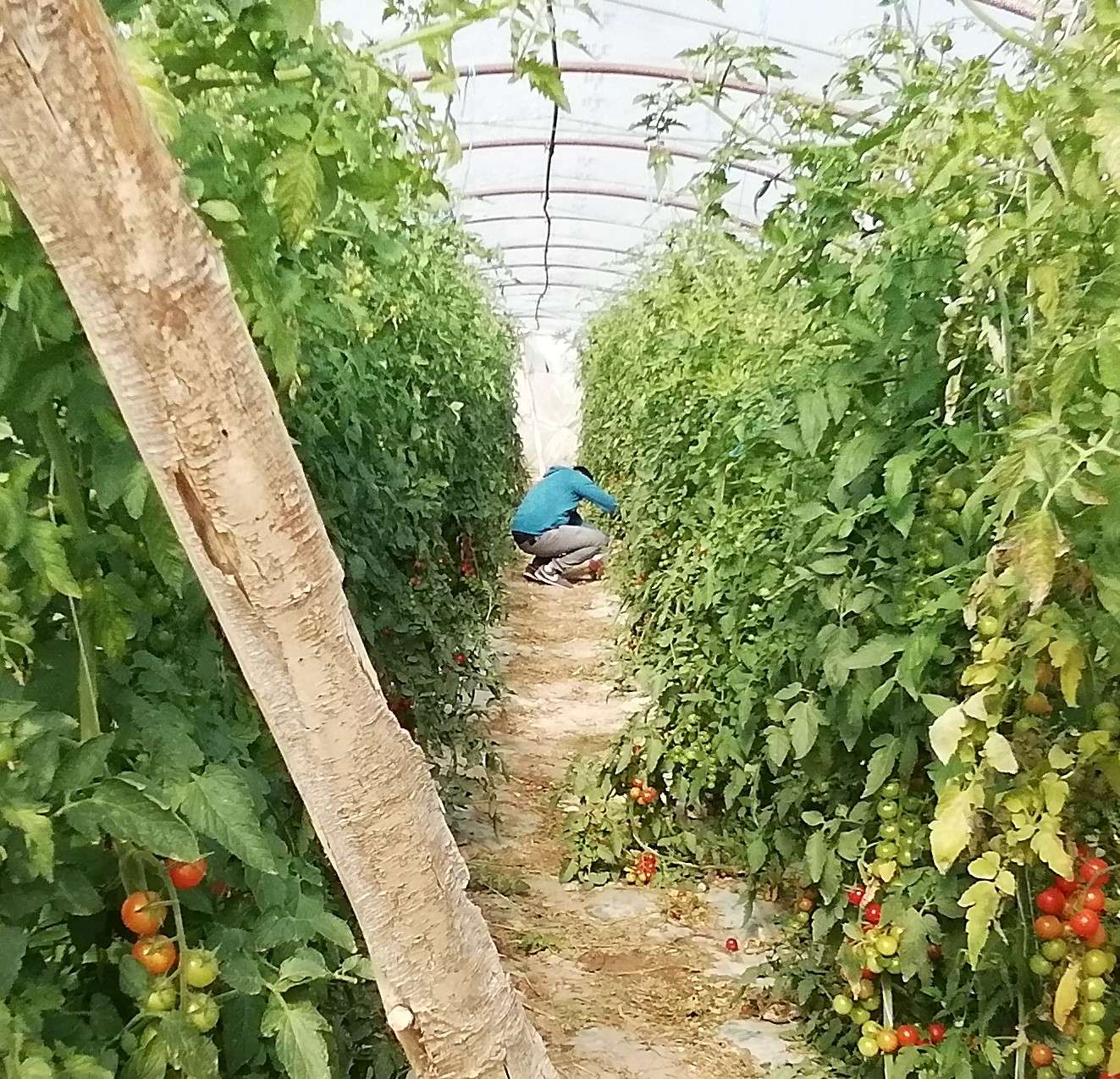 Agro-alimentare, la spettrometria XRF a tutela dei marchi IGP e DOP dell’Isola
