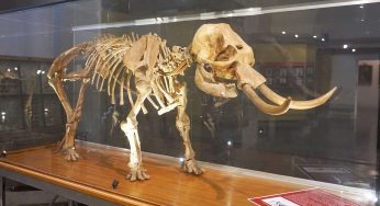 La lunga vita dell’elefante nano siciliano