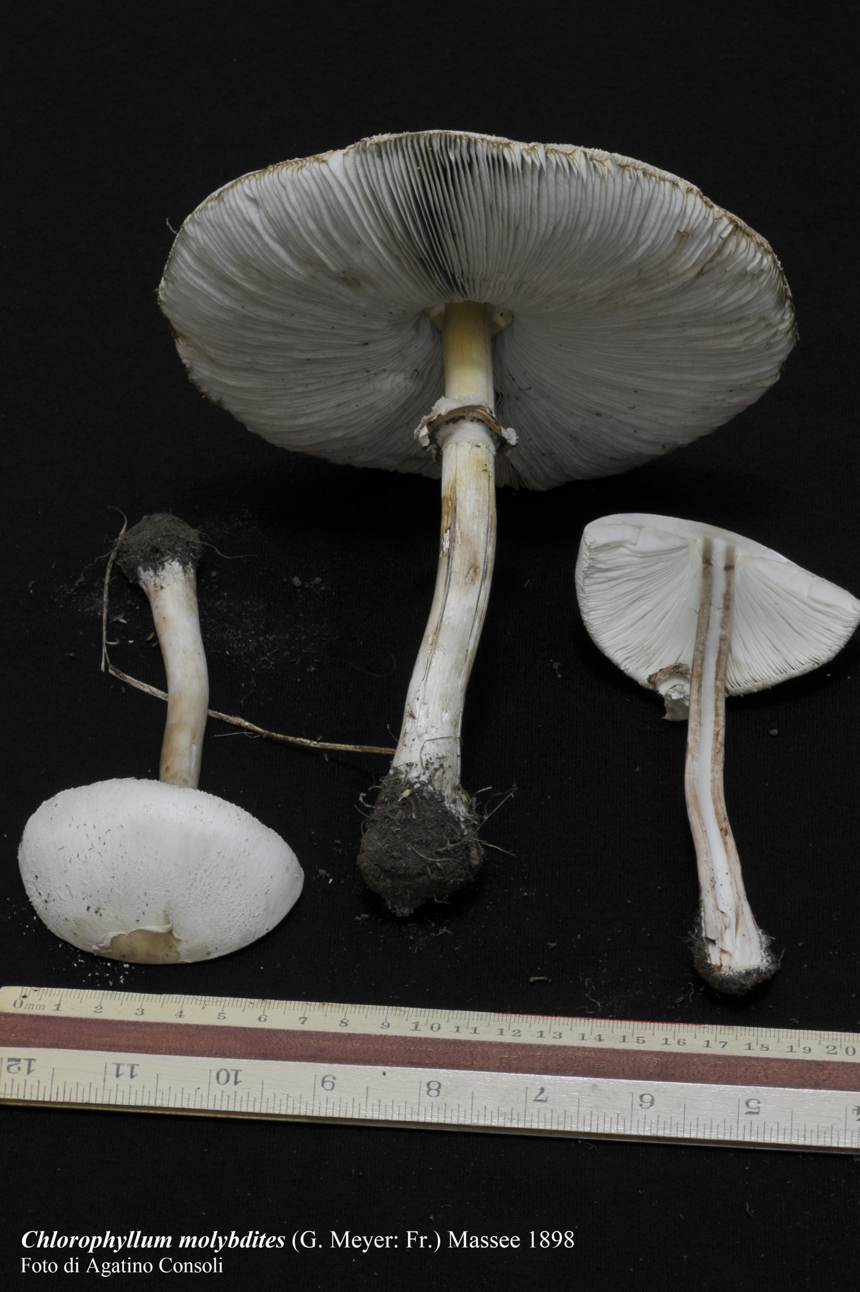 Primo caso di intossicazione da funghi in provincia di Catania