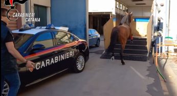 Interrotta corsa clandestina di cavalli a Nicolosi