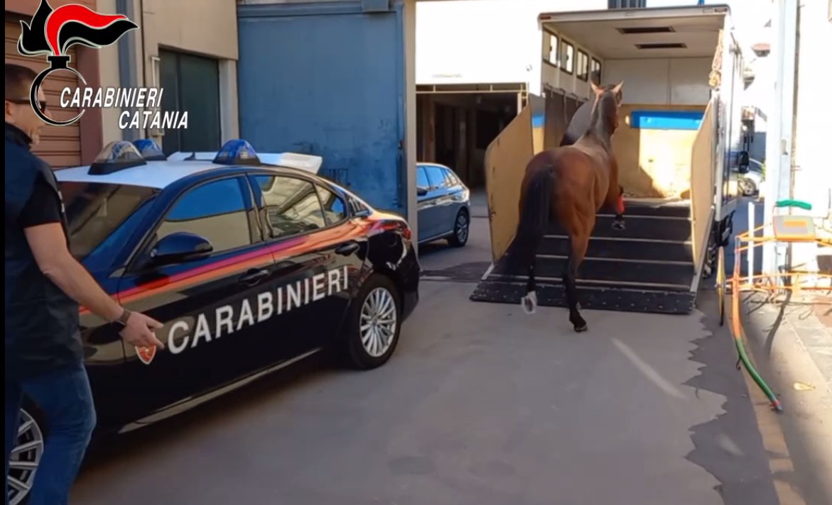 Interrotta corsa clandestina di cavalli a Nicolosi