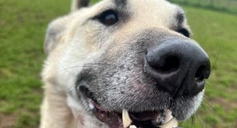 Cane torturato a Catania, taglia 11 mila euro