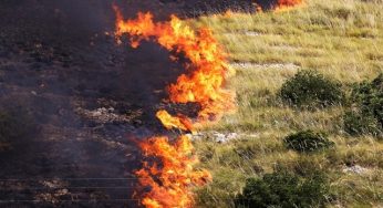 Incendi boschivi, operazione a Trapani: plauso dell’Assessore Savarino per l’arresto di un forestale stagionale