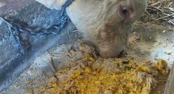 Filiera congiunta di recupero del pastazzo agrumi per l’alimentazione dei bovini
