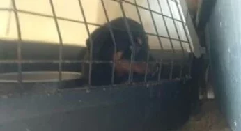 Oipa, portati in salvo 15 rottweiler in box senza aria e luce