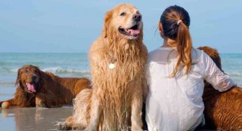 Il Comune di Acireale è pet friendly, dipendenti al lavoro con i propri cani