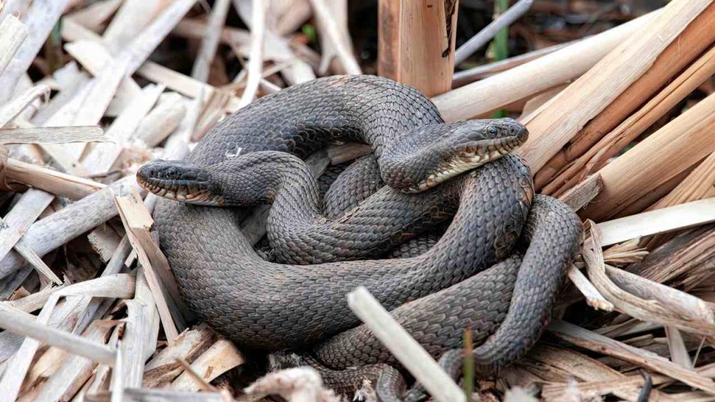 Serpenti velenosi -(cataniaoggi.it-pexels)