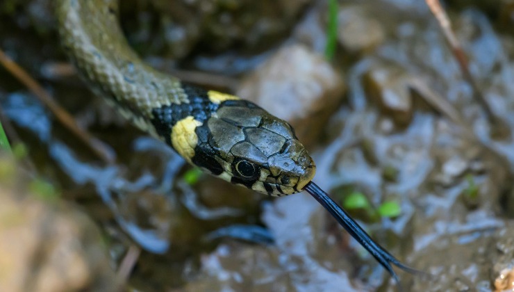 Serpenti velenosi -(cataniaoggi.it-pexels)
