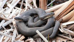 Serpenti velenosi -(cataniaoggi.it-pexels)
