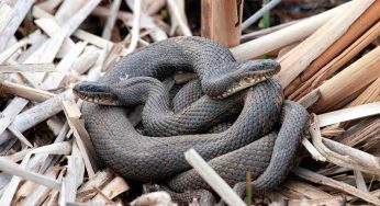 Serpenti velenosi: su quest’isola c’è la più alta concentrazione al mondo | Metti piede lì e in 1 ora sei morto