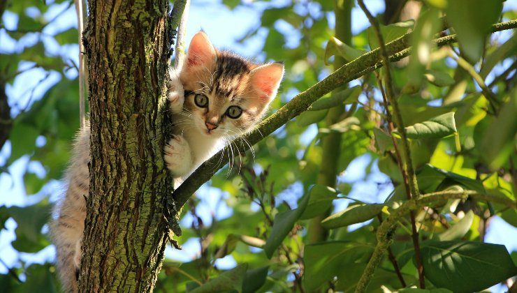 Animali domestici - (cataniaoggi.it-pexels)