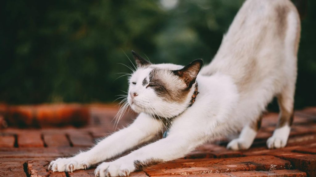 Animali domestici - (cataniaoggi.it-pexels)