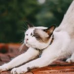 Animali domestici, il decreto li vieta tutti: se li tieni in casa devi pagare la nuova tassa al condominio