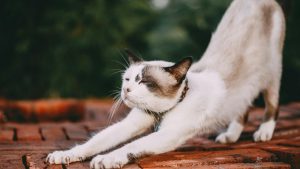Animali domestici - (cataniaoggi.it-pexels)