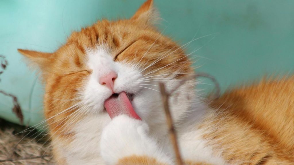 Bonus animali - (cataniaoggi.it-pexels)