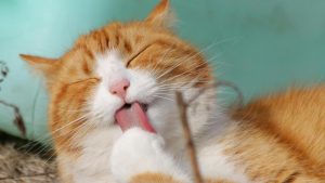 Bonus animali - (cataniaoggi.it-pexels)