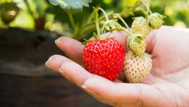 Fragole - (cataniaoggi.it-pexels)