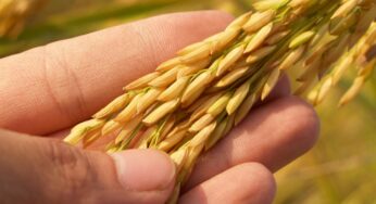 Sicilia prima in Italia per fondi al biologico: boom di domande