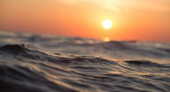 AVVISO URGENTE – Non fate il bagno: solcano il mare indisturbati tra i turisti a mollo | L’invasione dei Serpenti nuotatori