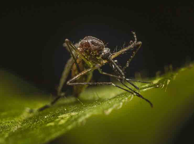 zanzariera (pexels) - cataniaoggi