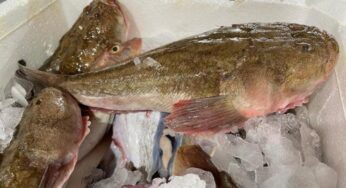 Catania, sequestrati 3.500 chili di pesce non tracciato