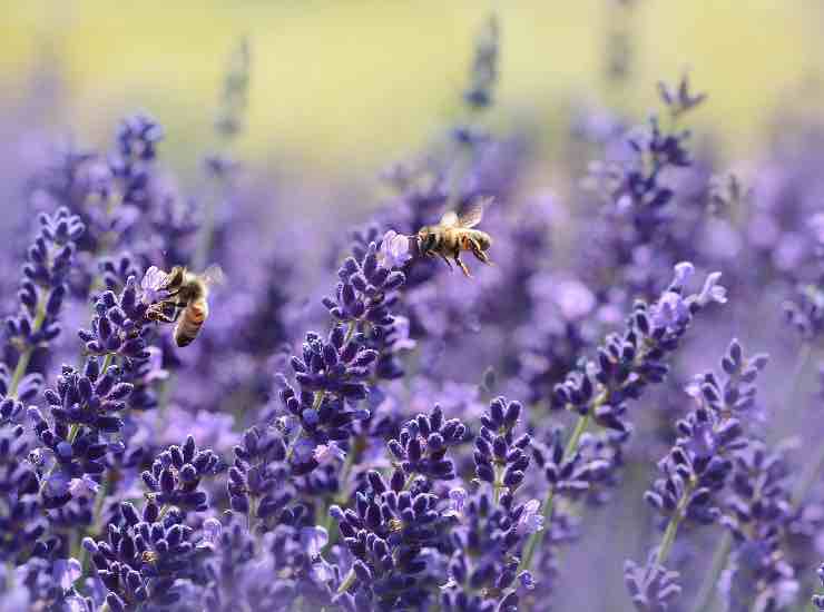 insetti (pexels) - cataniaoggi