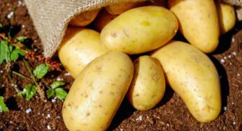 Patate: non conservarle mai vicino a questo ortaggio fuori dal frigo | Marciscono in due giorni, butti tutto il sacco