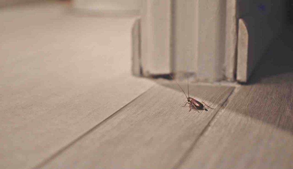 scarafaggi (immobiliare.it) - cataniaoggi