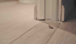 scarafaggi (immobiliare.it) - cataniaoggi