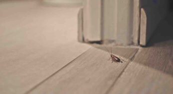 Allerta scarafaggio bombardiere: sembra innocuo ma in soli 2 cm nasconde un’arma di distruzione di massa | Saddam era più buono