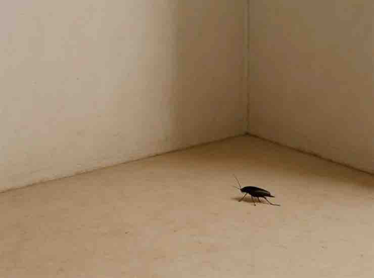 scarafaggio (valtellinamobile) - cataniaoggi