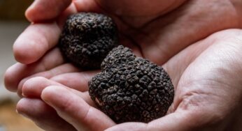 Sicilia, un viaggio nel gusto: cinque piatti stellati celebrano il tartufo