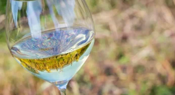 WineSicily 2025, la Sicilia del vino protagonista