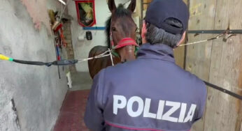 Spari in aria e cavalli a tutta velocità: sgominata corsa clandestina nel Catanese