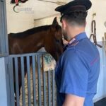 Cavalli “fantasma” e senza microchip a Librino: multato un allevamento