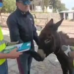 «Animali senza tracciabilità e zero permessi»: blitz della Polizia in agriturismo, multe per 30mila eur