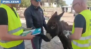 «Animali senza tracciabilità e zero permessi»: blitz della Polizia in agriturismo, multe per 30mila eur