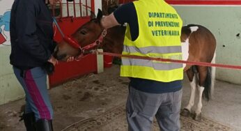 Catania, San Cristoforo: scoperte due stalle abusive, sequestrati due pony. Sanzioni per 11mila euro