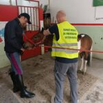 Catania, San Cristoforo: scoperte due stalle abusive, sequestrati due pony. Sanzioni per 11mila euro