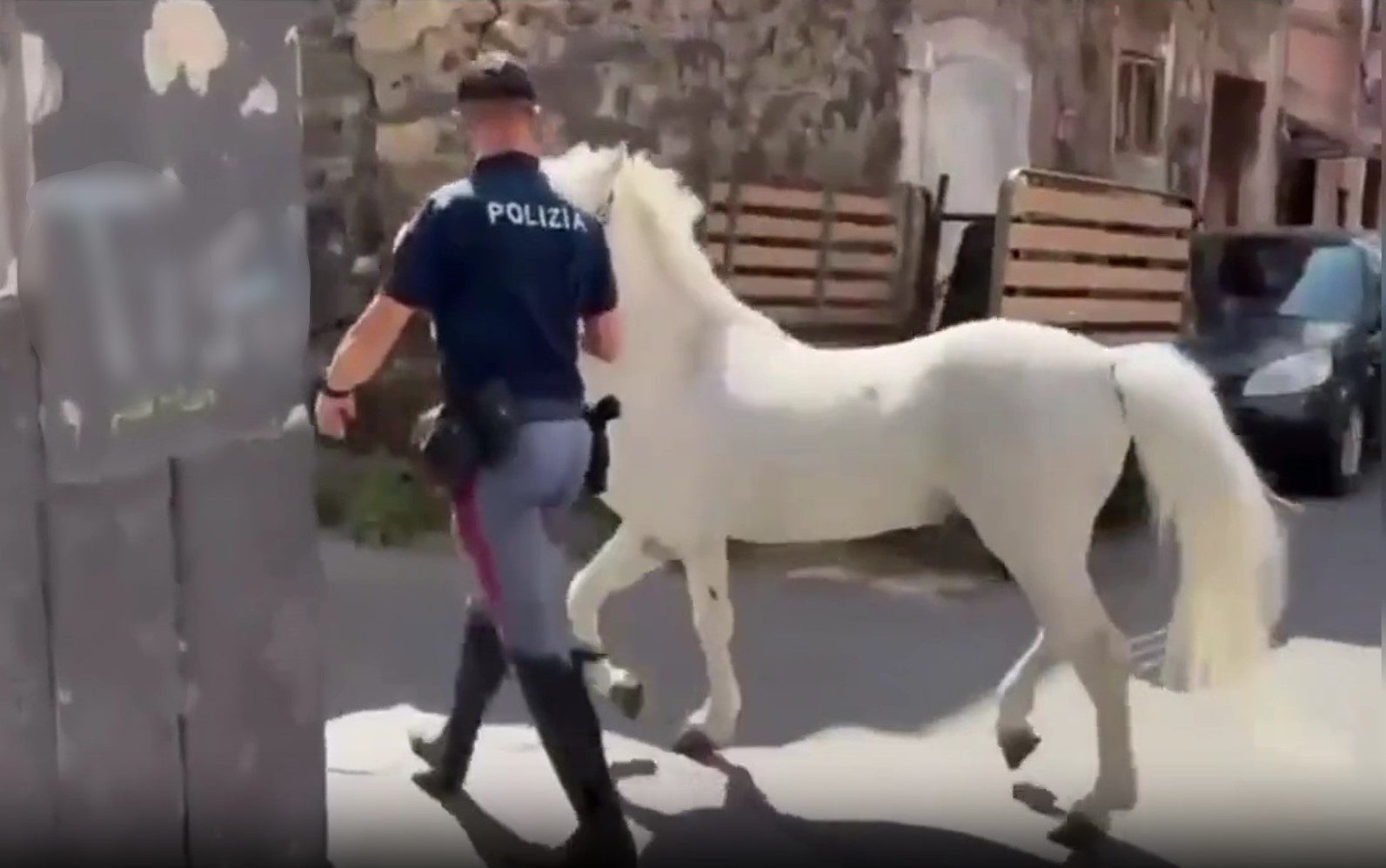 Operazione “Zoccolo Duro” a Catania: stalle abusive e animali maltrattati