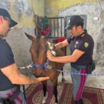 Sequestro di animali maltrattati a Catania