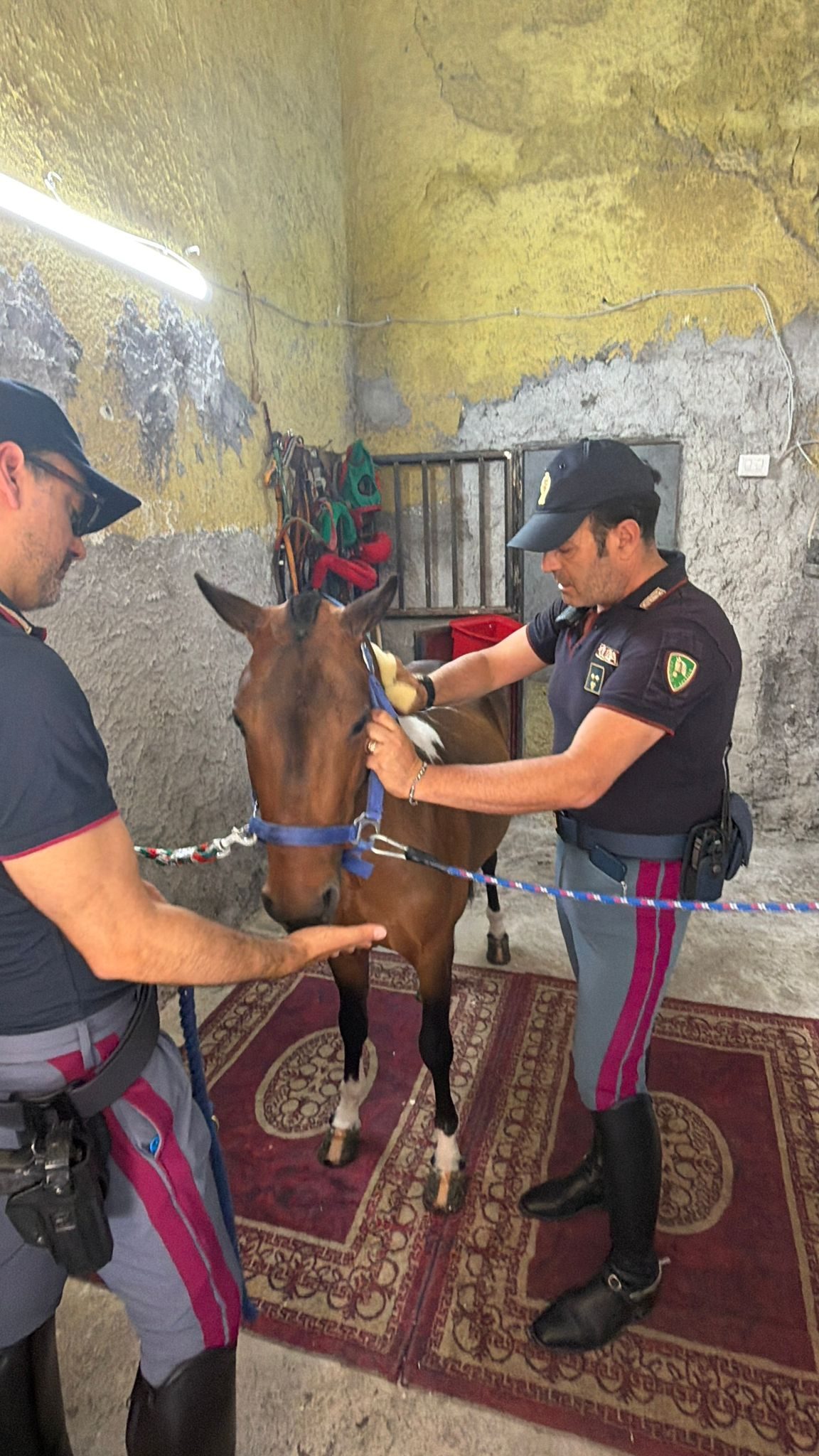 Sequestro di animali maltrattati a Catania